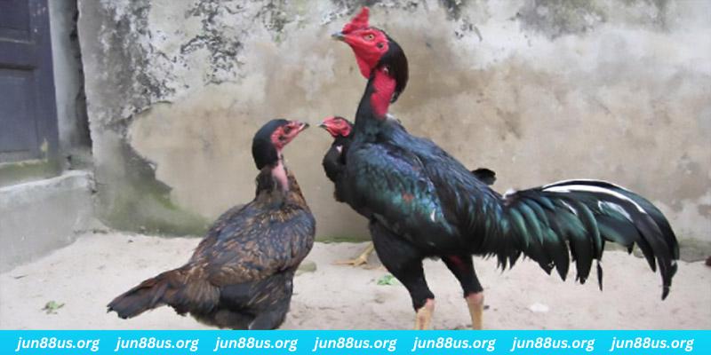 vty05 casino hồ tràm có cho người việt vào không